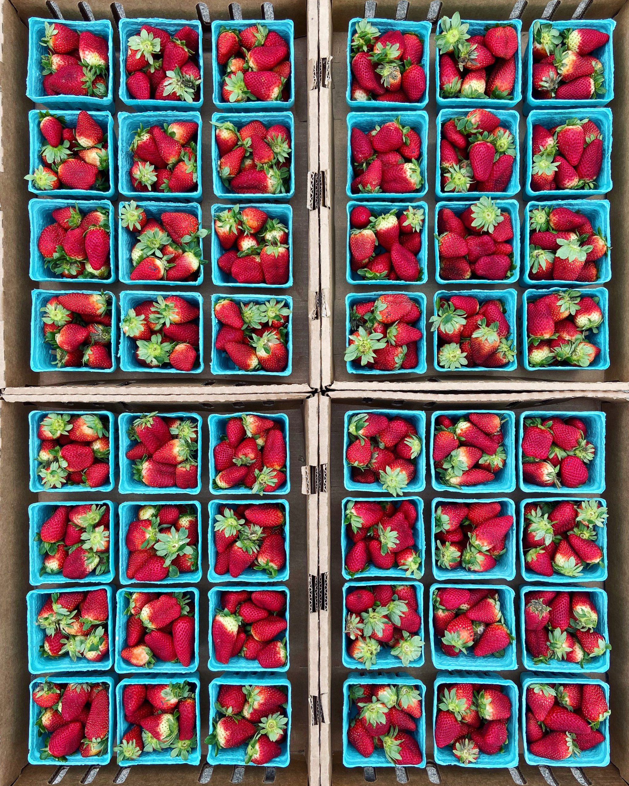 Fresh Harvest Strawberries