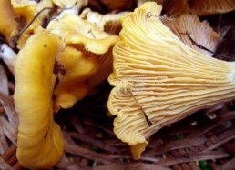 Foraged Chanterelle Mushrooms