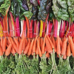 Organic Carrots and Chard